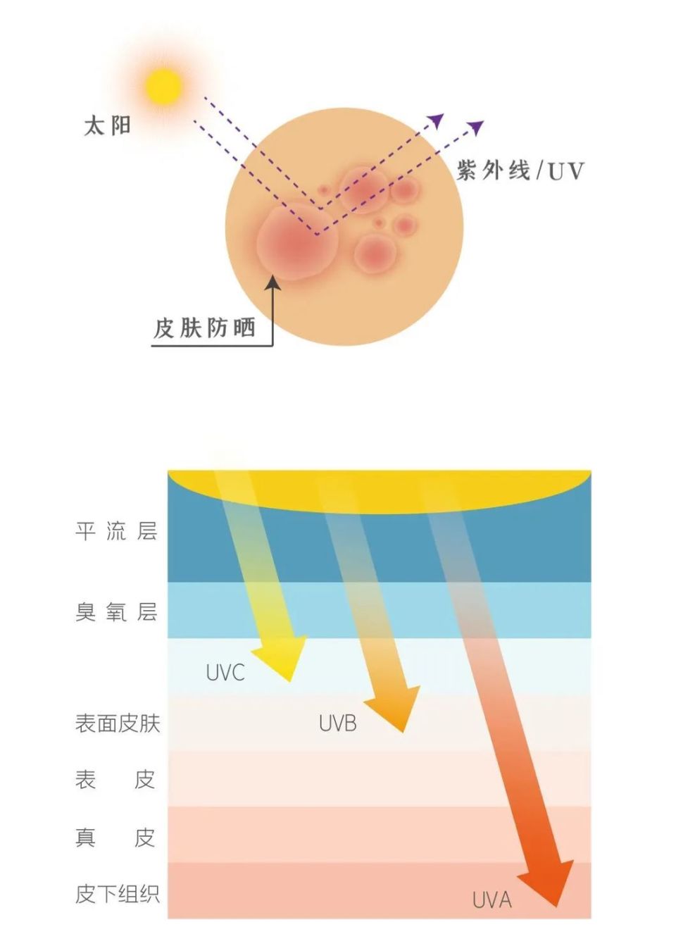 香豆素的基本母核是图片