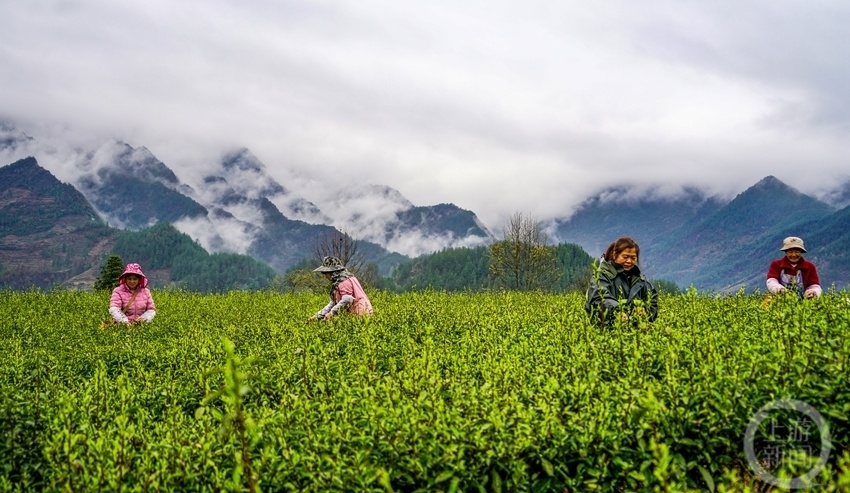 3月25日,重慶市酉陽土家族苗族自治縣宜居鄉萬畝貢茶進入採摘期,茶農