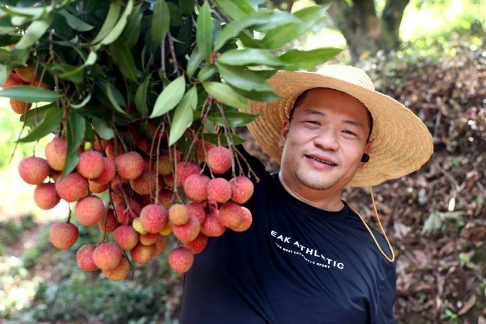 无荔枝不夏天！南安这里的荔枝熟啦！_腾讯新闻