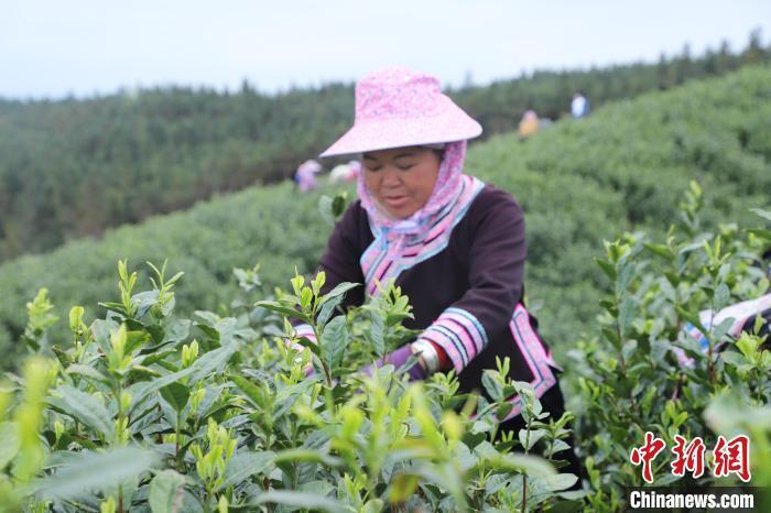 广西田林春分至采茶忙