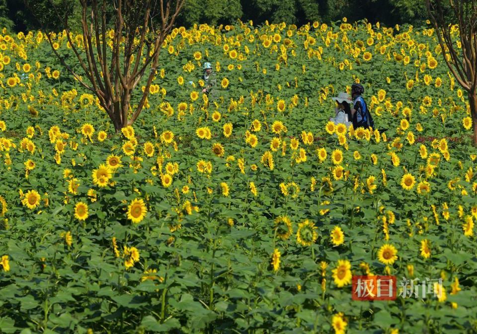 金色笑脸好治愈马鞍山森林公园300亩向日葵笑开了花
