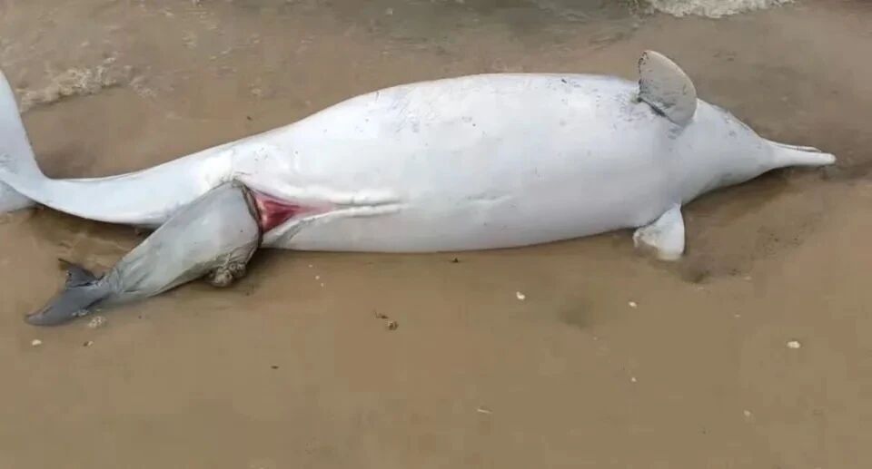 海上大熊猫”中华白海豚疑遭遇难产，母子双亡，为何海豚也难产？-腾讯新闻