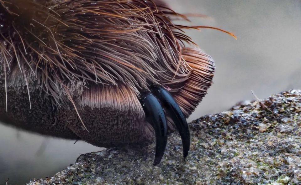 这些动物也有金刚狼爪_腾讯新闻