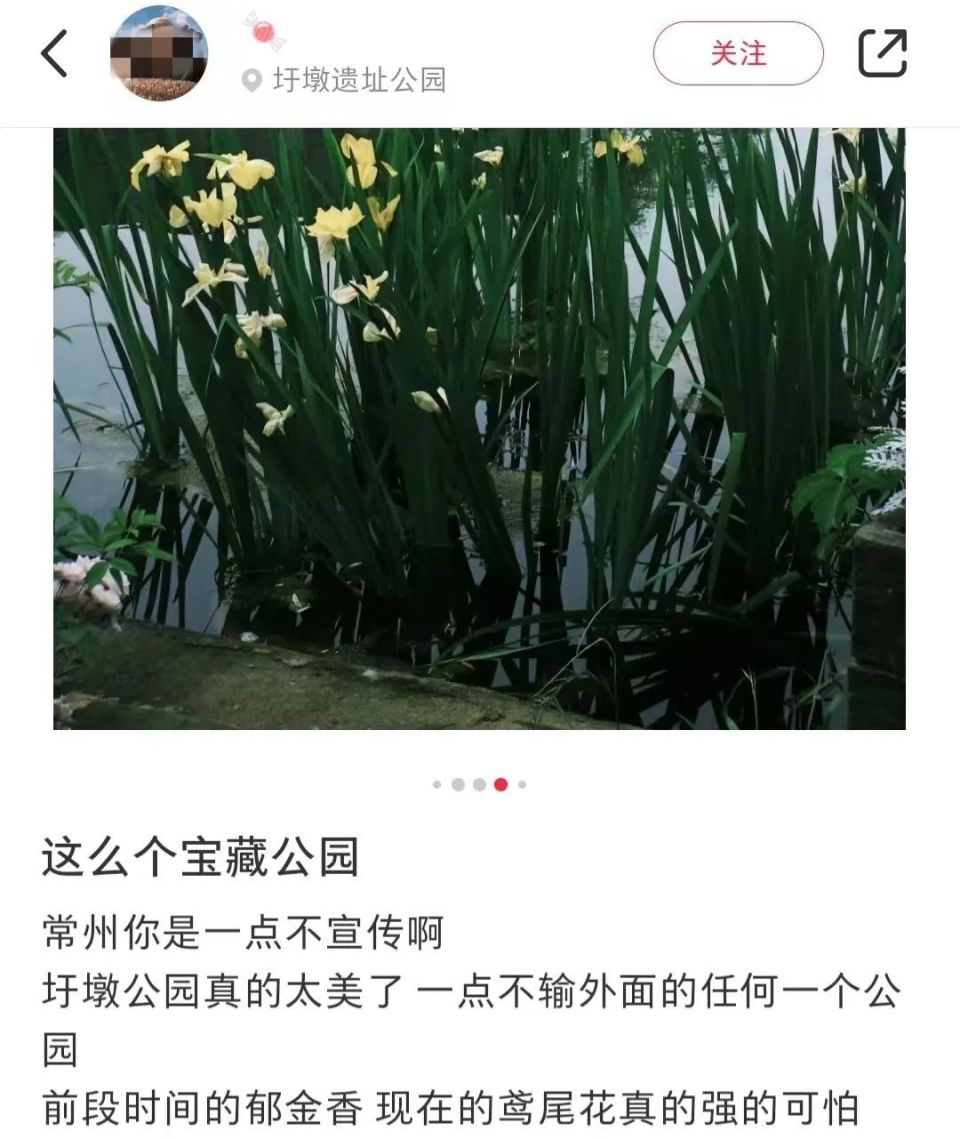 将持续至5月26日在圩墩遗址公园启幕第九届常州市鸢尾花展5月11日你去