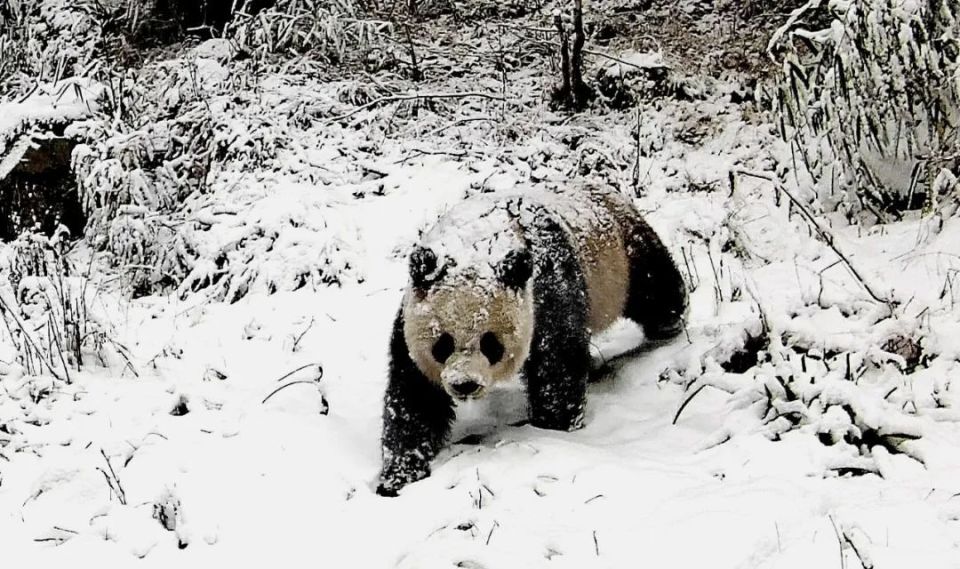 大熊猫秦岭亚种真实图片