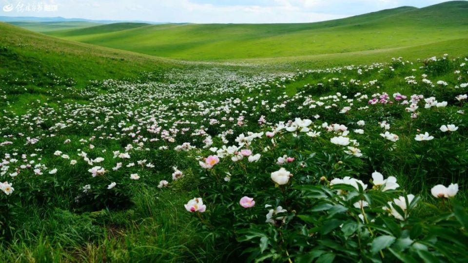 看·锡林郭勒丨明媚芍药花初吐——芍药谷