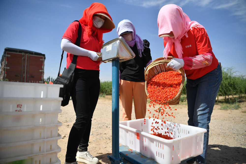 宁夏头茬枸杞采摘忙