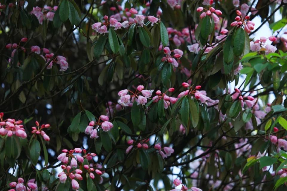 最美的"高山杜鹃"送你满山浪漫……附赏花路线!