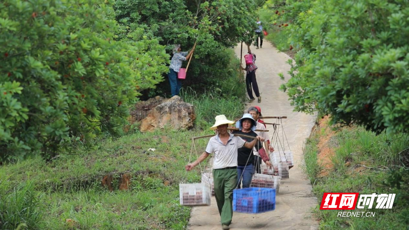 宜章县:杨梅采摘正当时 共享夏日"梅"好时光
