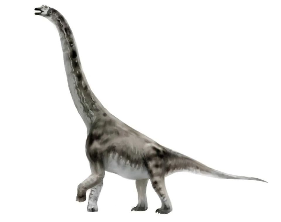 来自网络尽管同时代还生活着其他肉食性恐龙,但都无法与西雅茨龙相比
