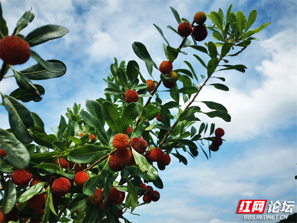 满口爆汁的靖州杨梅,一嘴下去全是夏天的味道