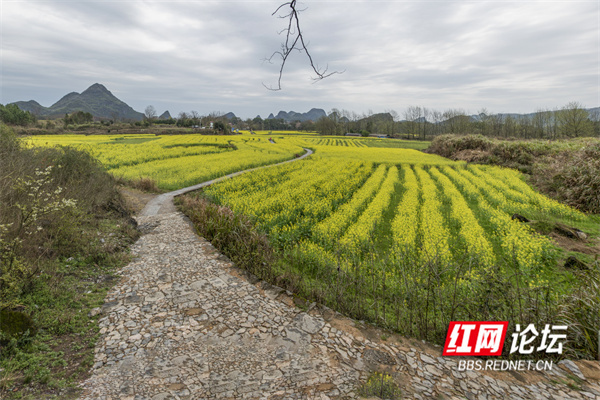 寻景记 | 道县"月岩":山外春光明媚,山内别有洞天_腾讯新闻