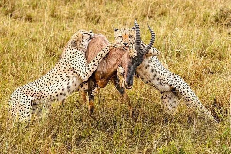 豹 豹子 壁纸 动物 桌面 800_534