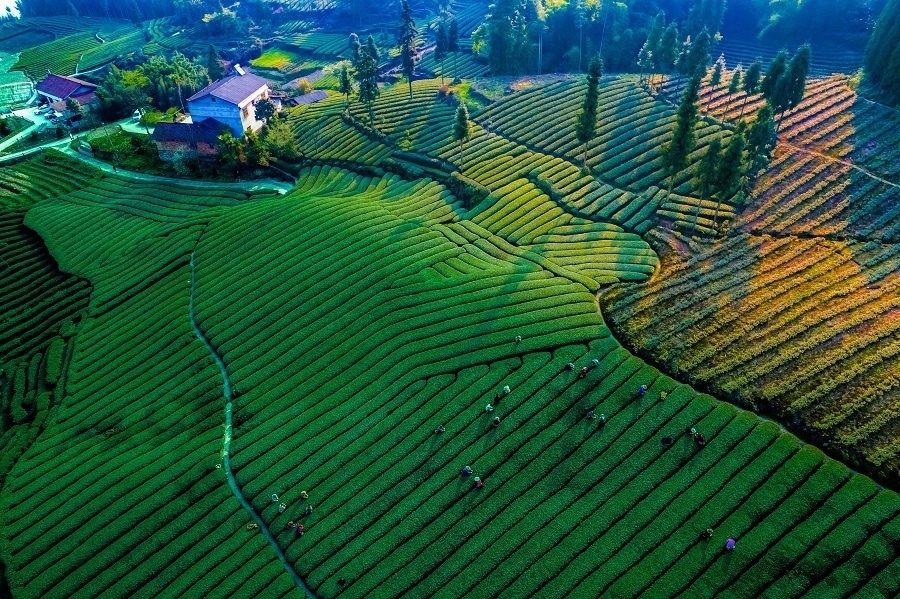 一斤卖上万元 沐川紫茶是如何做到的?