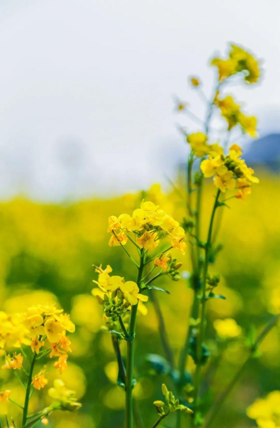 壁纸 花 桌面 960_1468 竖版 竖屏 手机