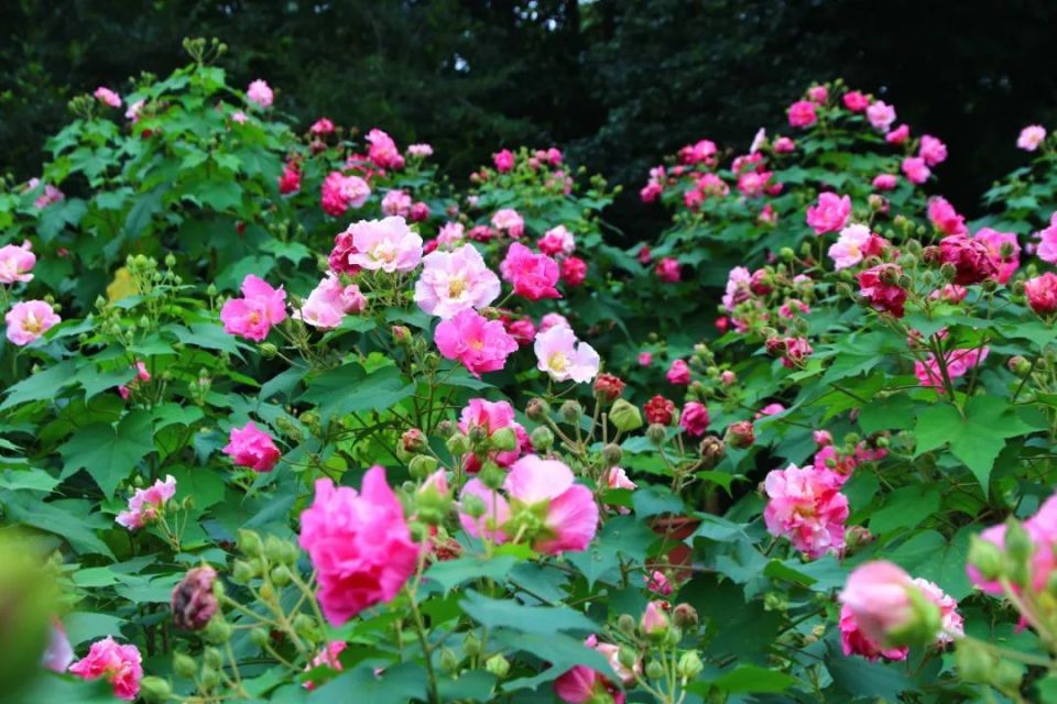 珍稀,珍惜!| 天府新视界