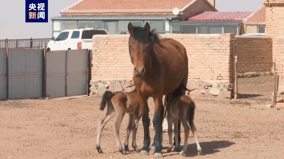 仪式感满满龙凤胎小马驹迎来出生礼