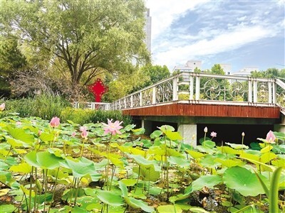 游莲湖赏荷花郑州莲湖湿地公园迎10岁生日