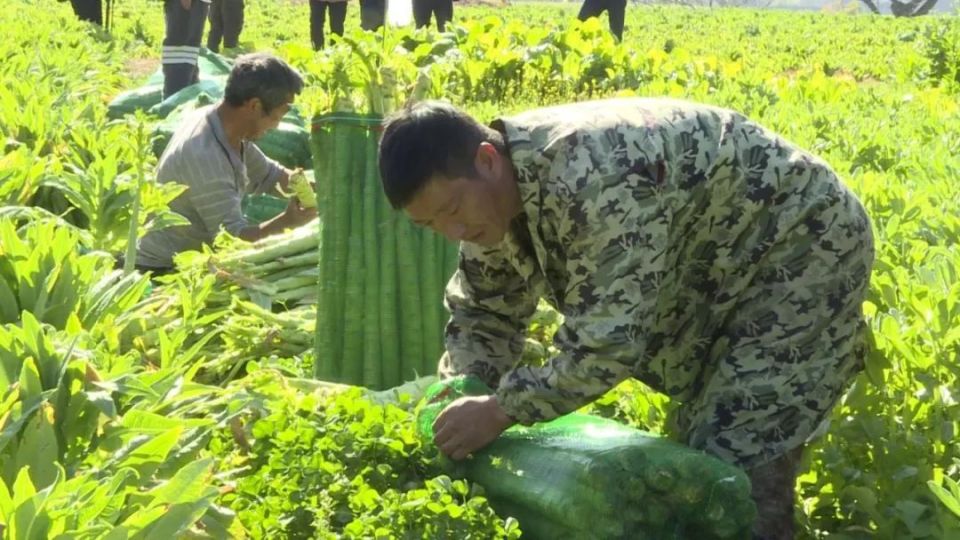 漾濞:"四荤四素"呈上"产业大餐"_腾讯新闻