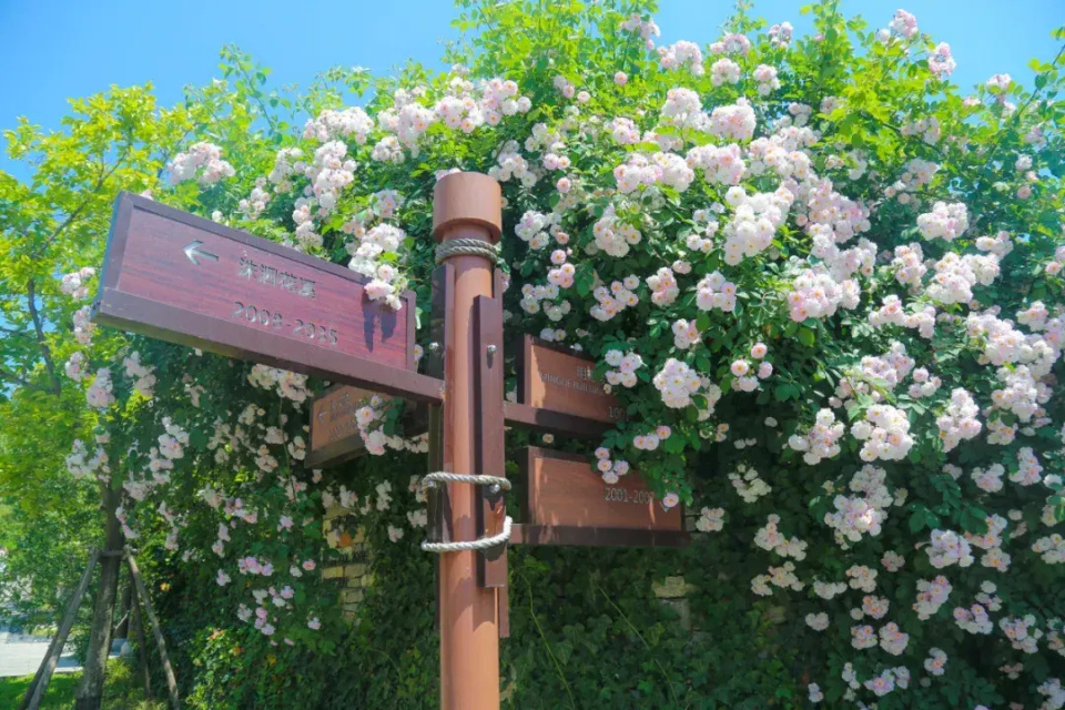 蔷薇花开,邂逅一场暮春初夏的浪漫