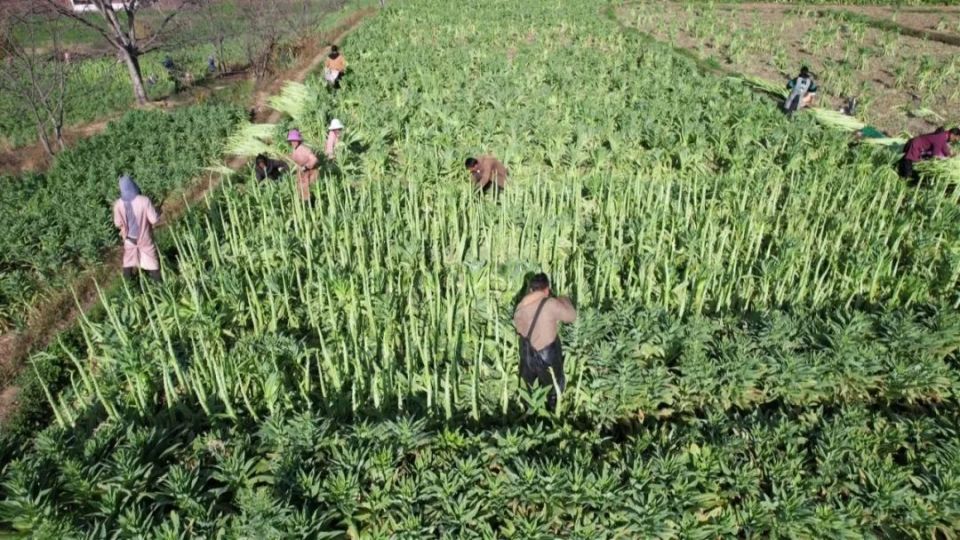 漾濞:"四荤四素"呈上"产业大餐"_腾讯新闻