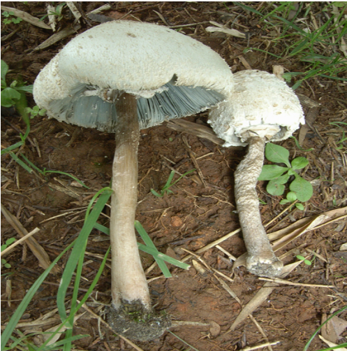 中毒高峰期已至!千万别采,别买,别吃这些野生菌