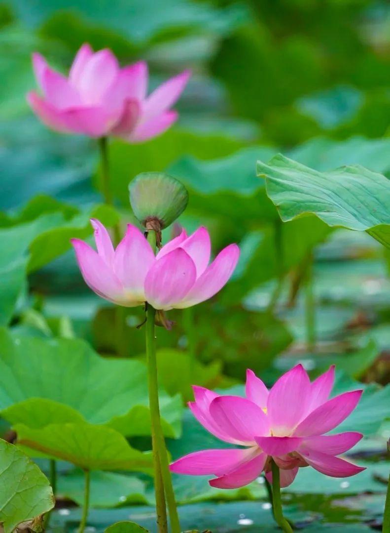 来南海,一睹荷花的千姿百态