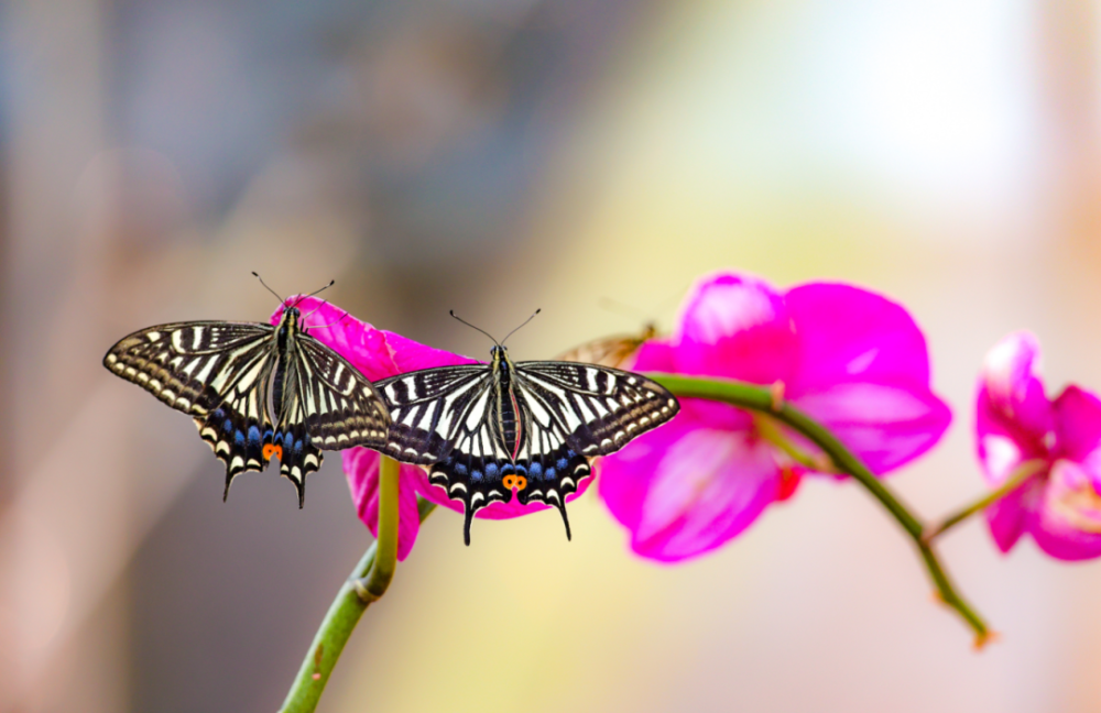 蝴蝶漫天飞舞,一生总要感受一次_腾讯新闻