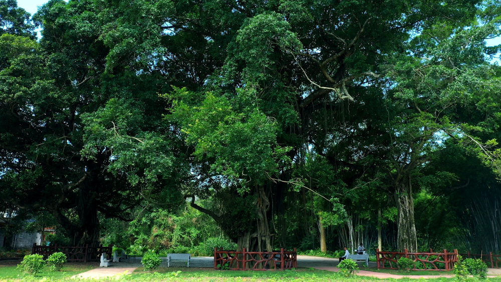 广东因地制宜建成古树公园179个,古树老有所依,守护绿色乡愁