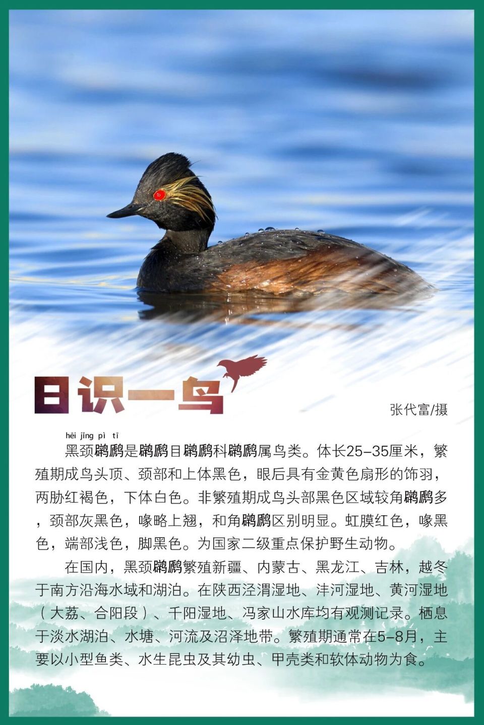 日识一鸟|黑颈䴙䴘