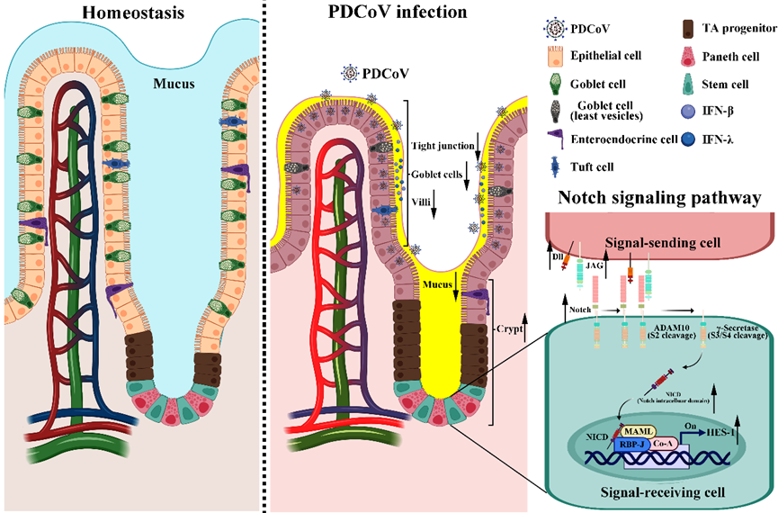 科研进展｜扬州大学包文斌教授团队解析猪德尔塔冠状病毒（pdcov）破坏新生仔猪肠道黏膜屏障的新机制 腾讯新闻