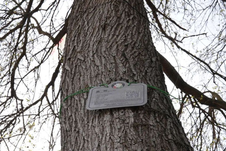 古桑树被挂牌保护威远县自然资源和规划局相关负责人介绍,这棵桑树