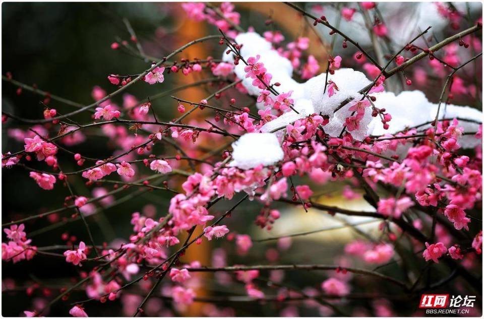 诗歌时刻丨诗燕墙角一枝红梅点燃了人间第二场大雪