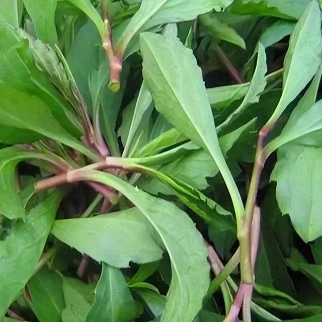 鲜掉牙的马兰头,春分食用正当时