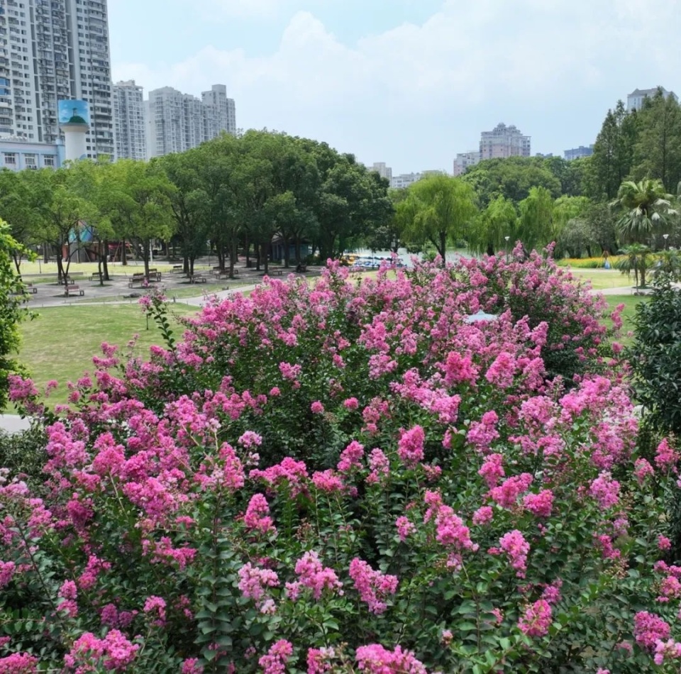 温岭市市花图片