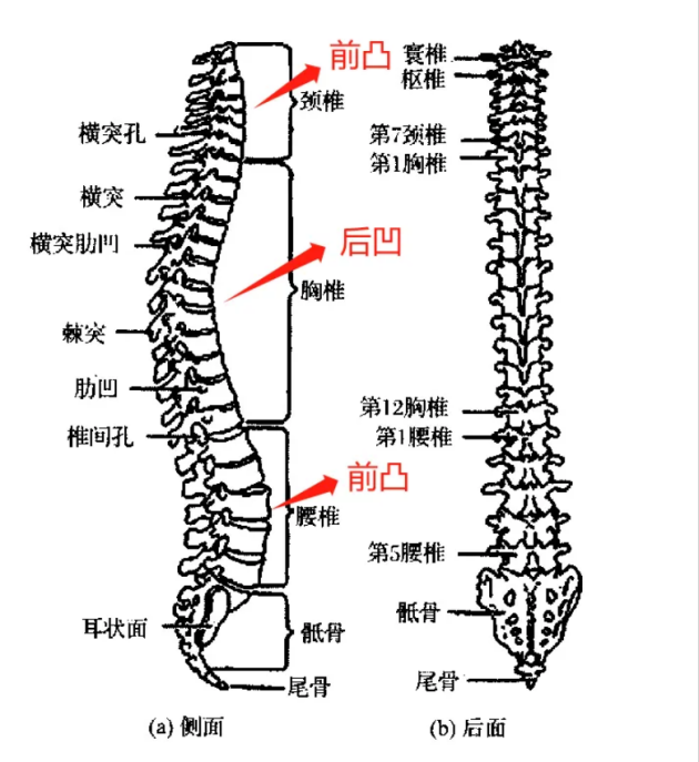 在坐着时,支撑人体处于固定姿势的结构主要是脊柱,骨盆,腿,足等.