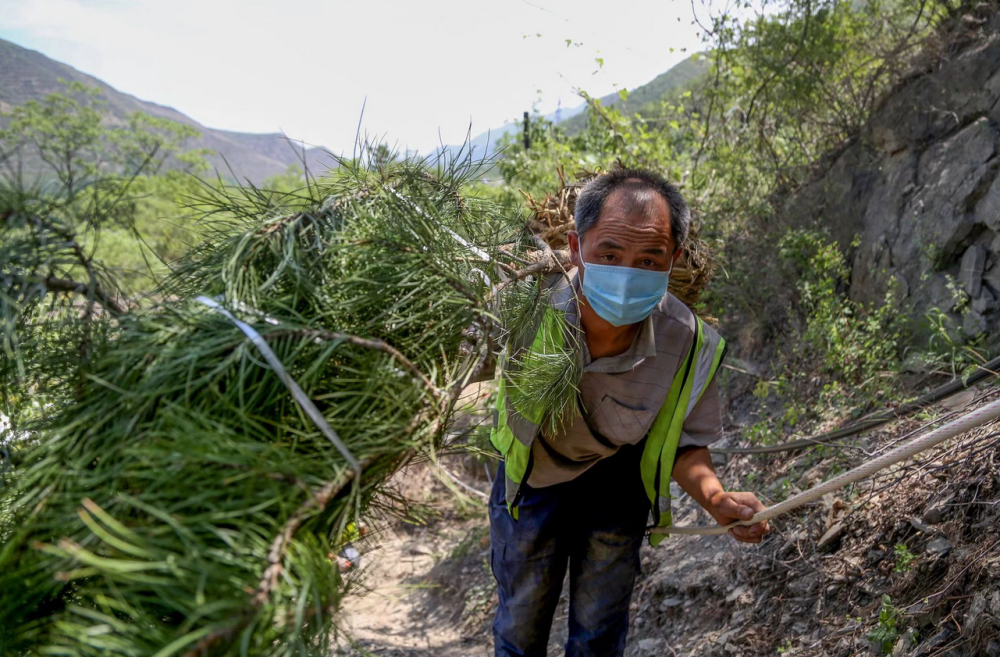 因为这项工程北京山区的乔木碳储量增长350