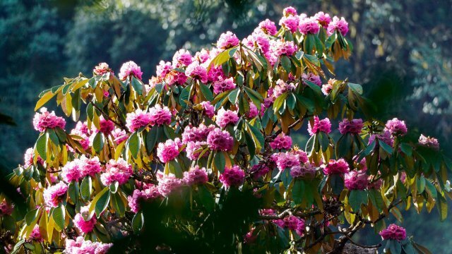 腾冲大树杜鹃竞相绽放,巡护民警变身"护花使者"