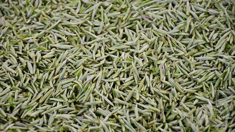 茶山染新绿民兵助农抢采明前茶