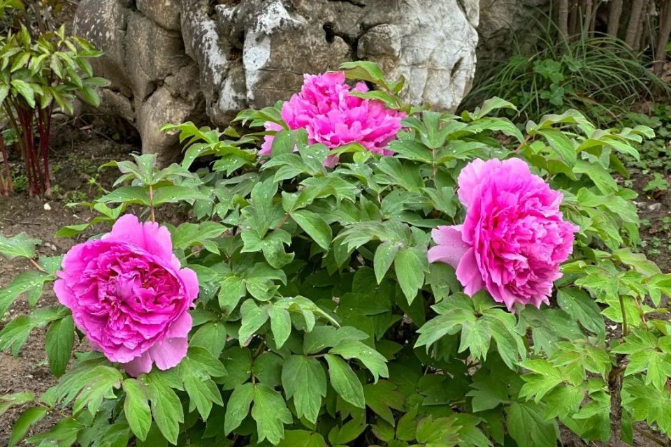 复兴公园赏花季:牡丹芍药盛开,游客纷至沓来