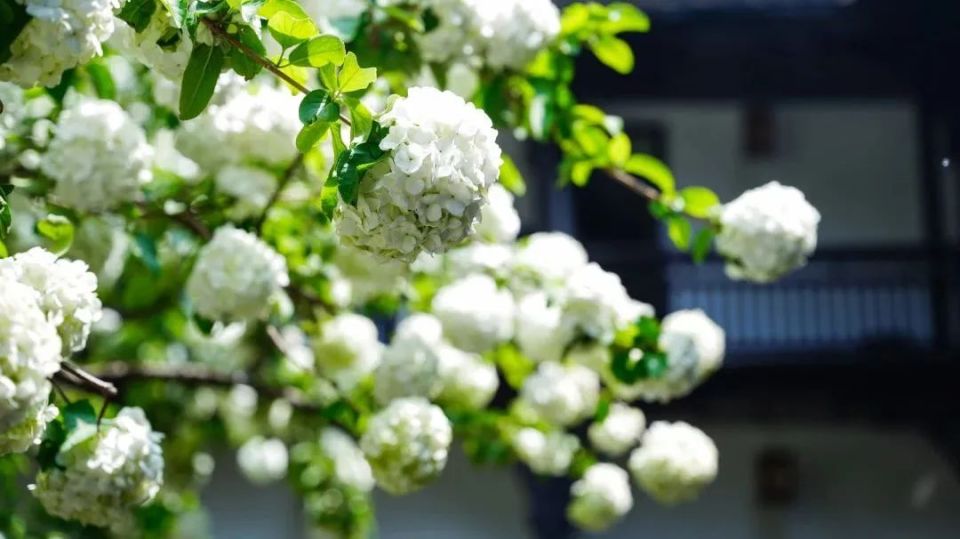 长在树上的"香草冰淇淋",你想来一口吗_腾讯新闻