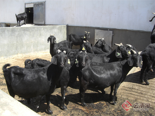 这只被农业农村部主导推广的"云南育"黑山羊是只什么羊?