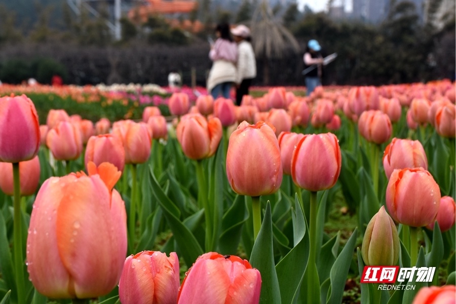 湖南省植物园樱花图片图片