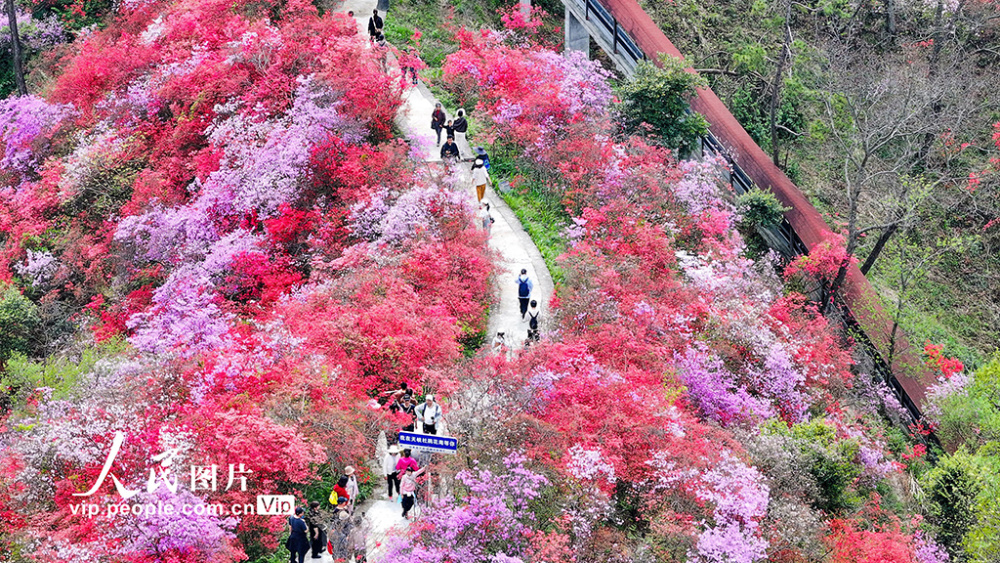 安徽岳西杜鹃花图片