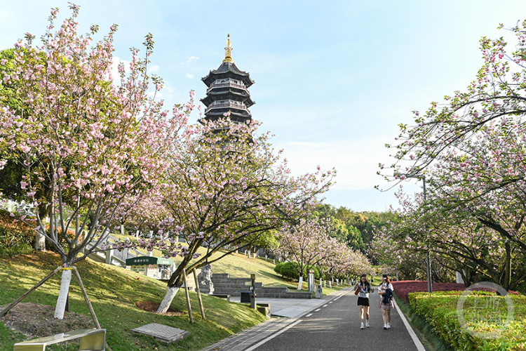 重庆园博园3000余株晚樱盛开