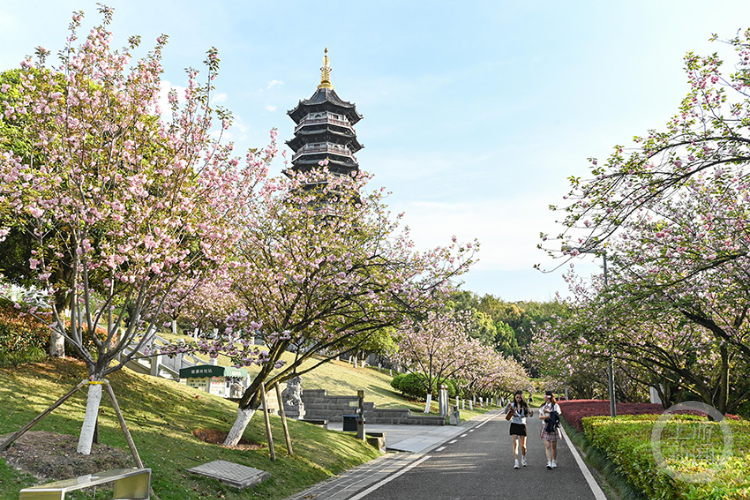 3月29日,在春日阳光的沐浴下,重庆园博园樱花大道上的樱花已全面盛开