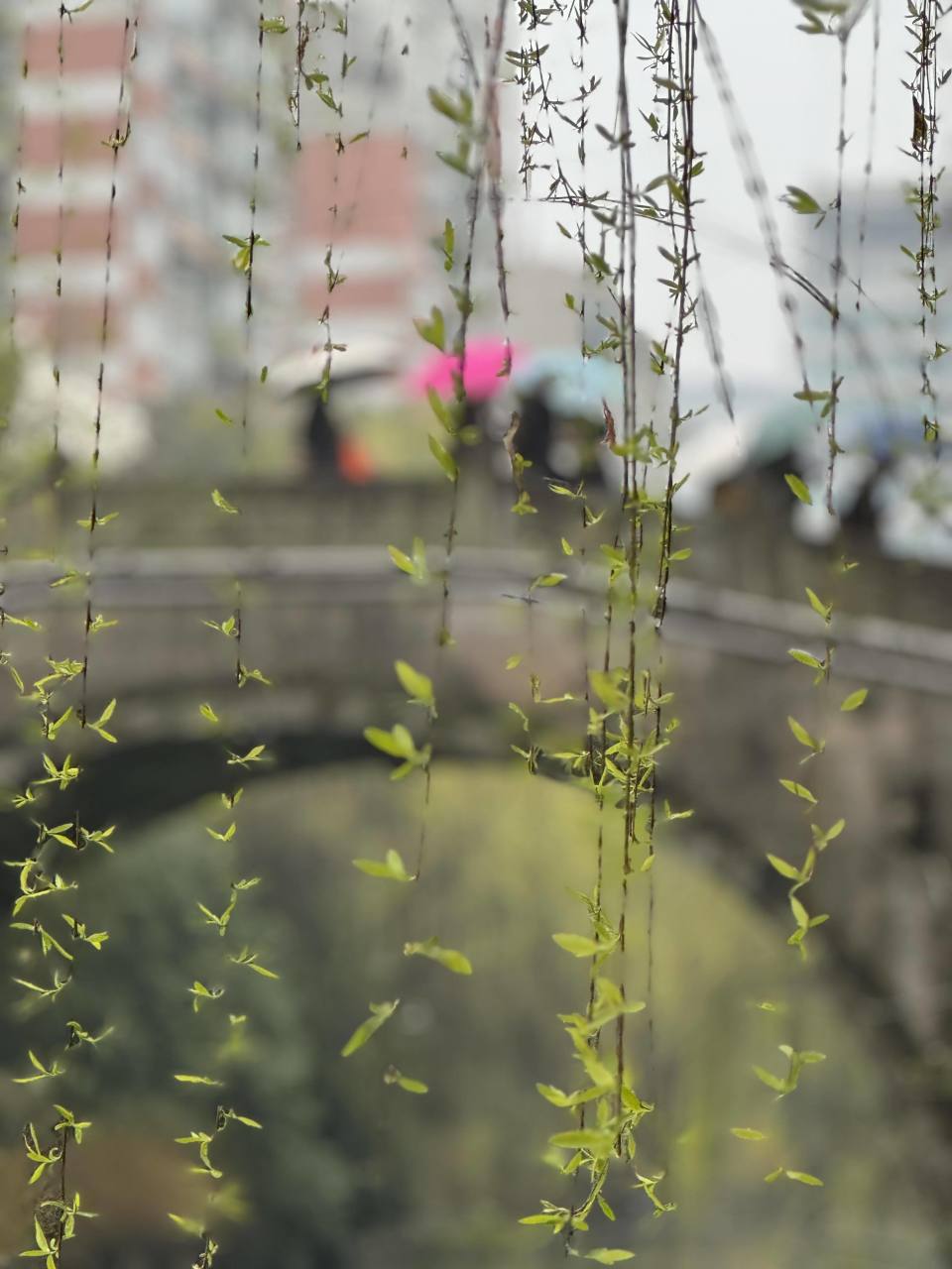 第一场春雨下午渐止本周还有冷空气和雨水这个春天的天气剧透来了