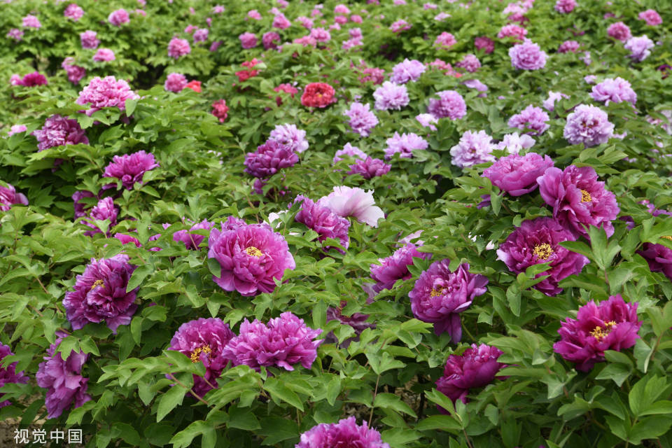 山东菏泽:曹州牡丹园千余种牡丹竞相开放