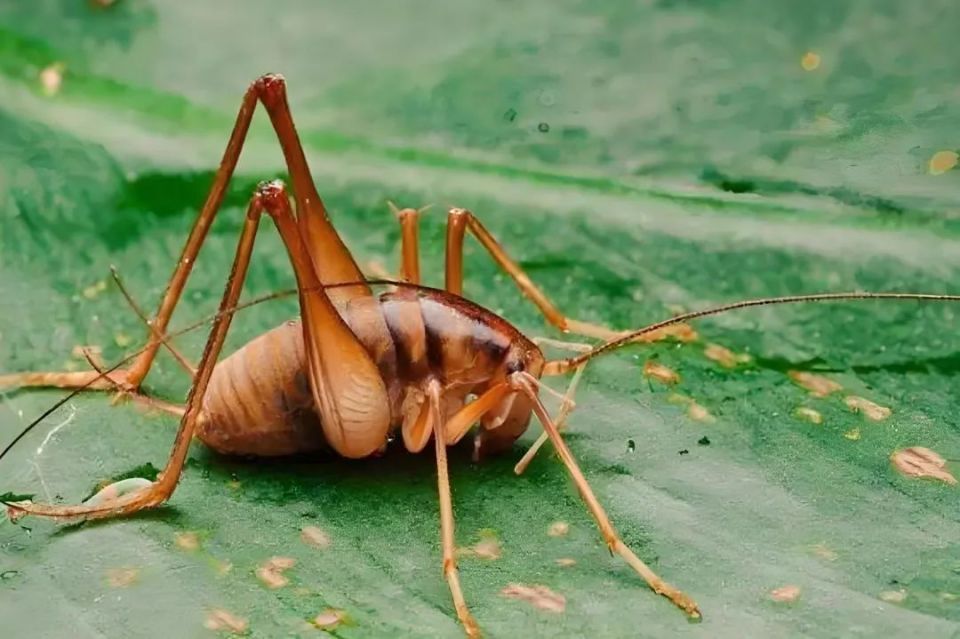 蛛丝马迹中的"马",指的是什么动物,很多人都会答错