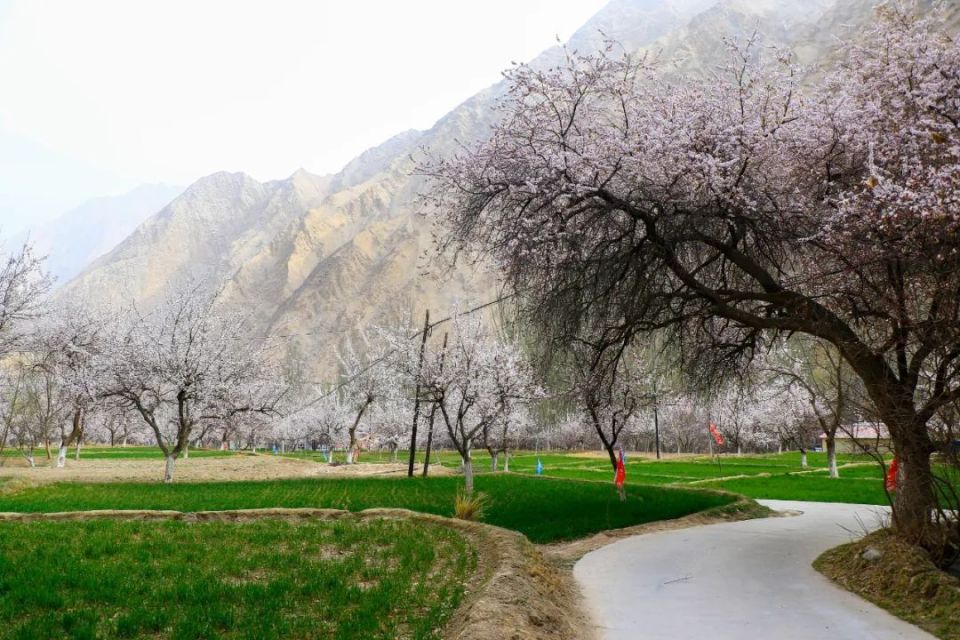 当秋天来临时,乡镇的大片树林穿着金黄的外衣牛羊悠闲地吃着青草,远处